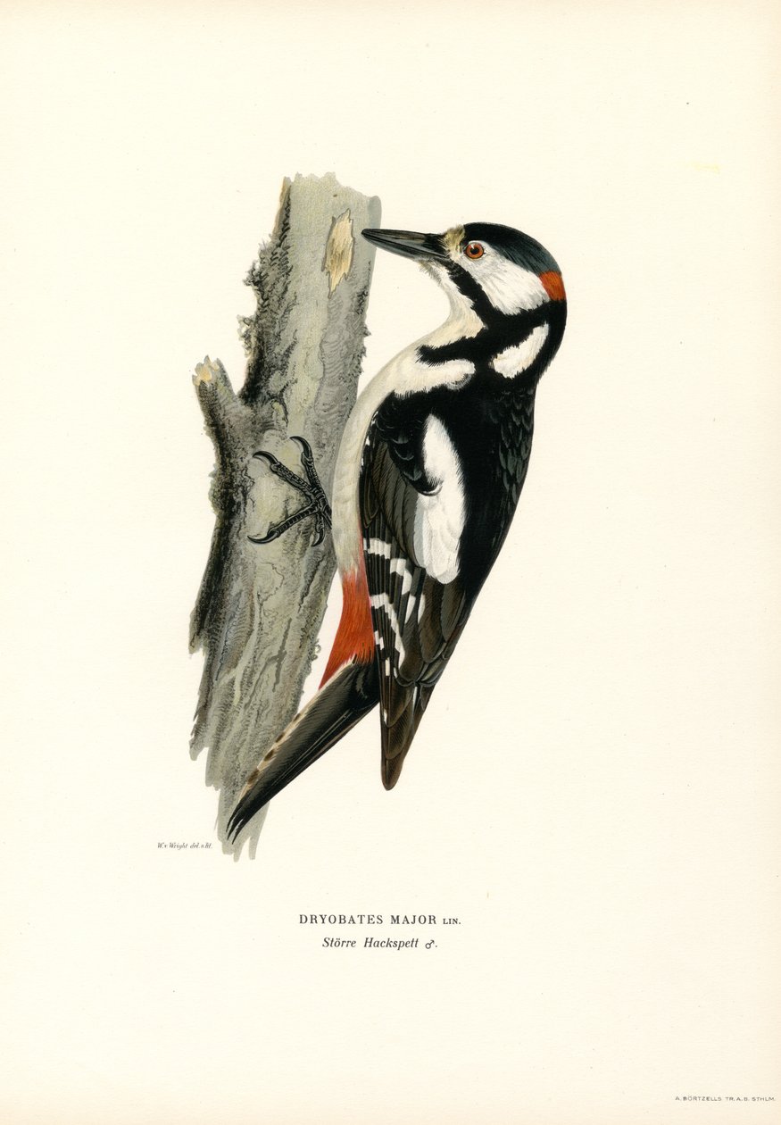 Buntspecht von Magnus Ferdinand and Wilhelm von Wright