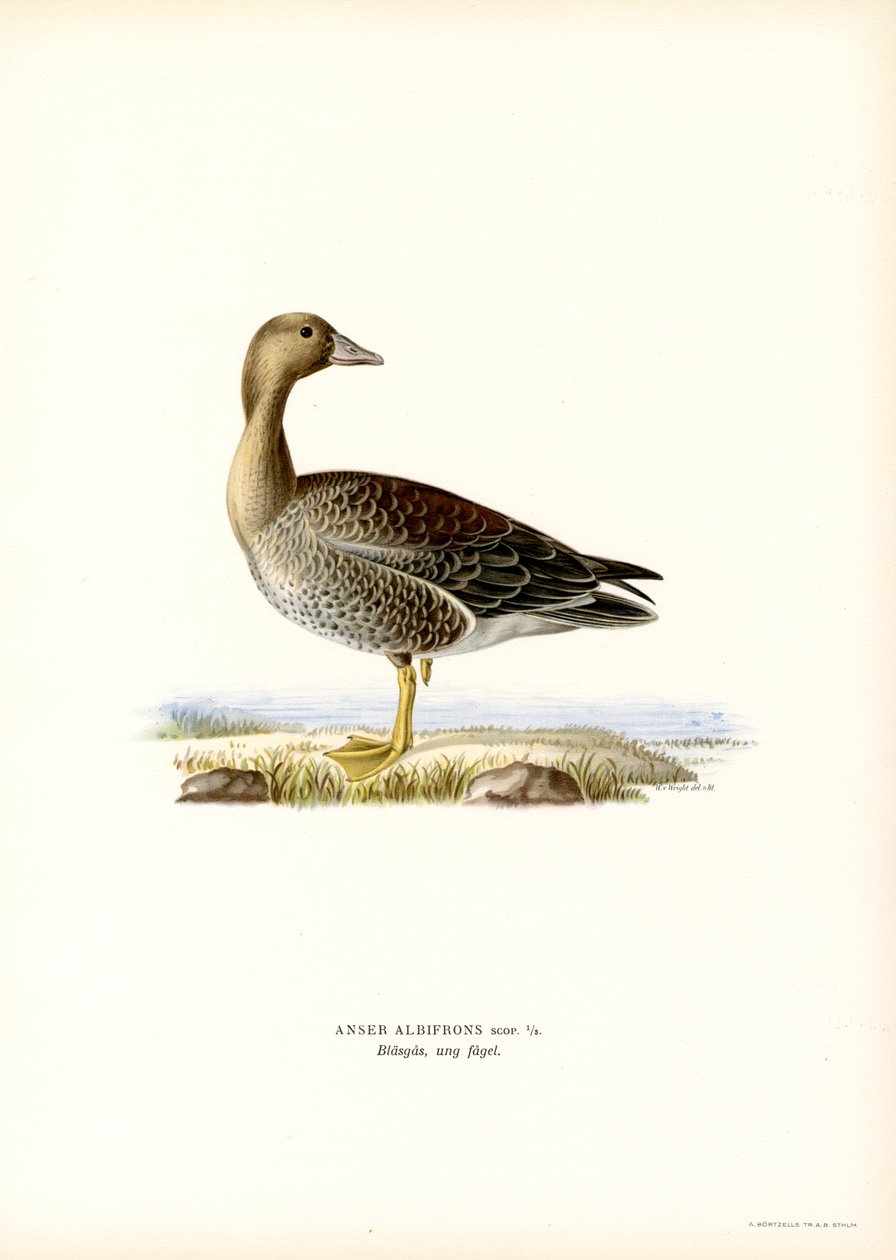 Blässgans von Magnus Ferdinand and Wilhelm von Wright