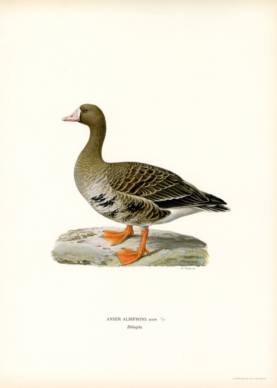 Blässgans von Magnus Ferdinand and Wilhelm von Wright