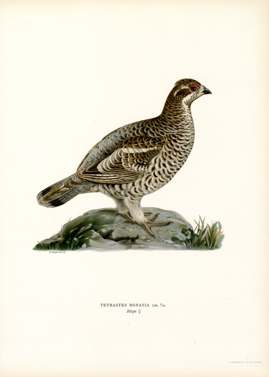 Haselhuhn von Magnus Ferdinand and Wilhelm von Wright