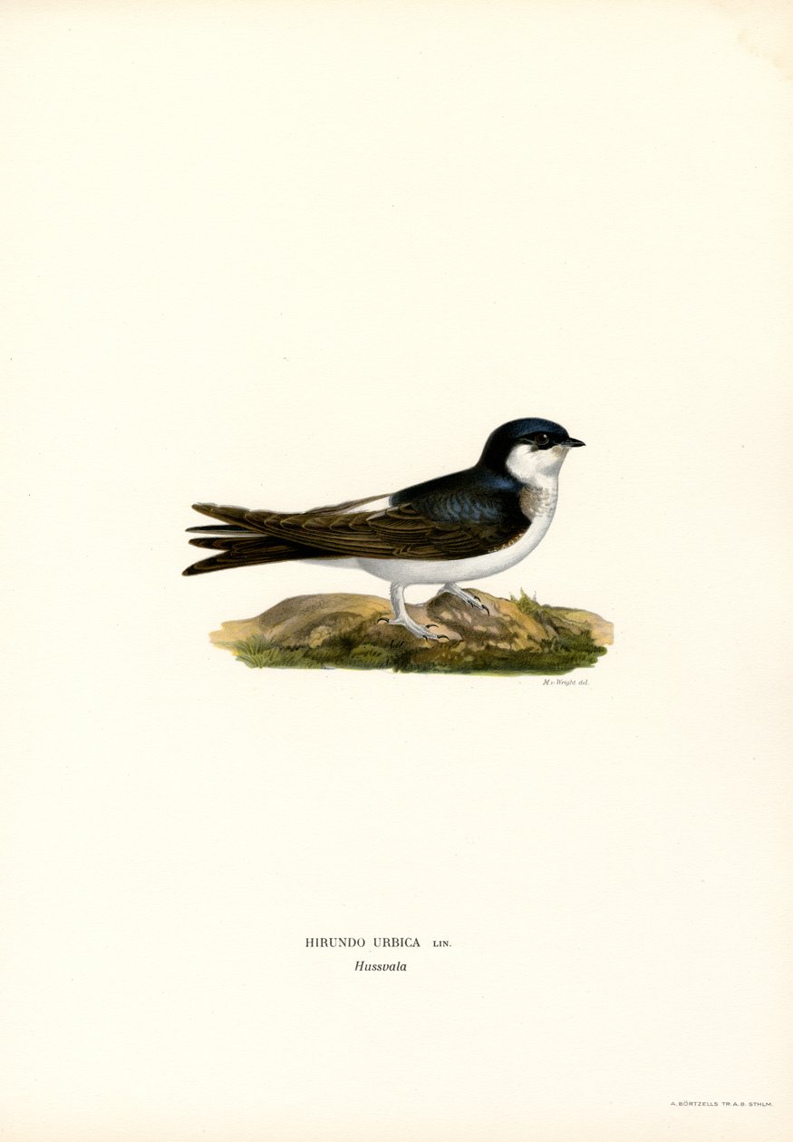 Mehlschwalbe von Magnus Ferdinand and Wilhelm von Wright