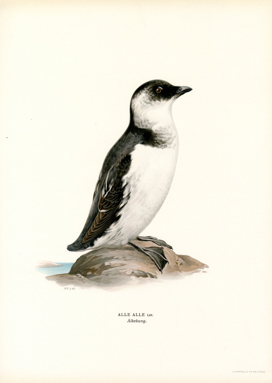 Krabbentaucher von Magnus Ferdinand and Wilhelm von Wright
