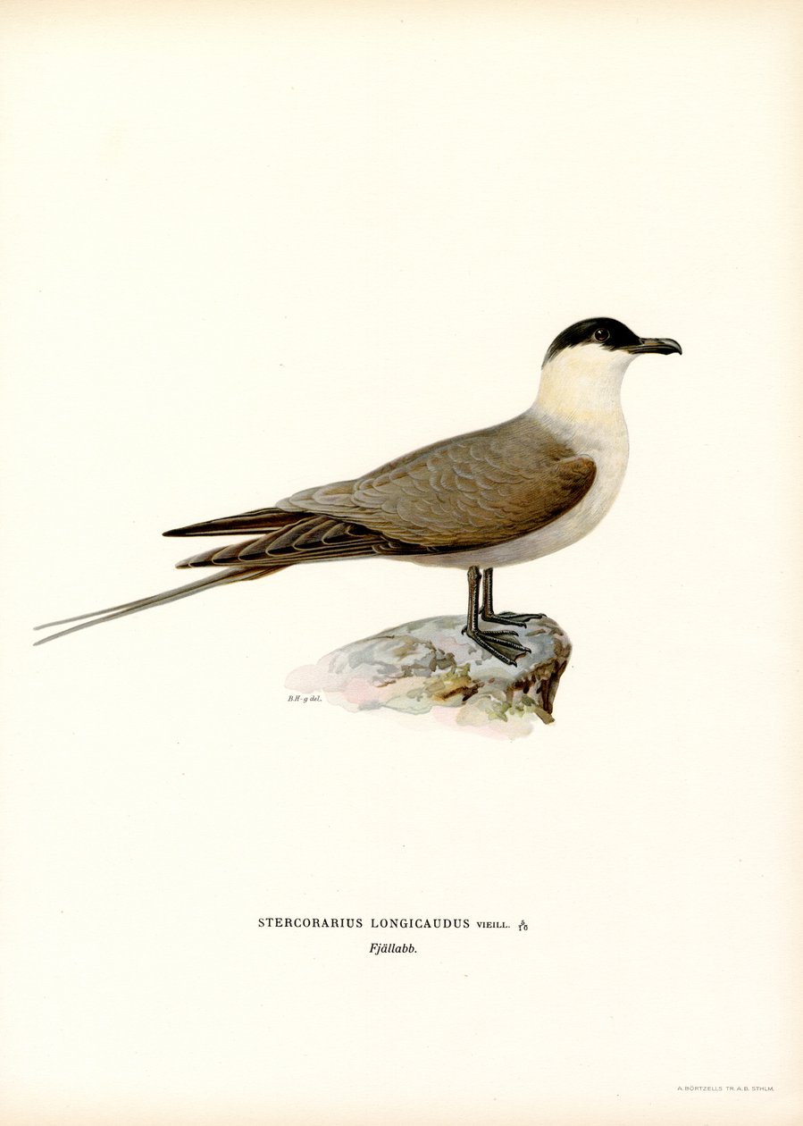 Falkenraubmöwe von Magnus Ferdinand and Wilhelm von Wright