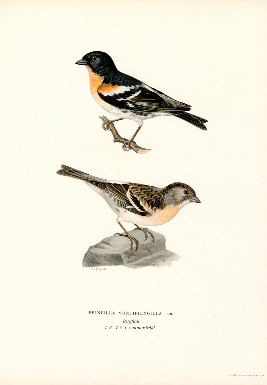 Bergfink von Magnus Ferdinand and Wilhelm von Wright