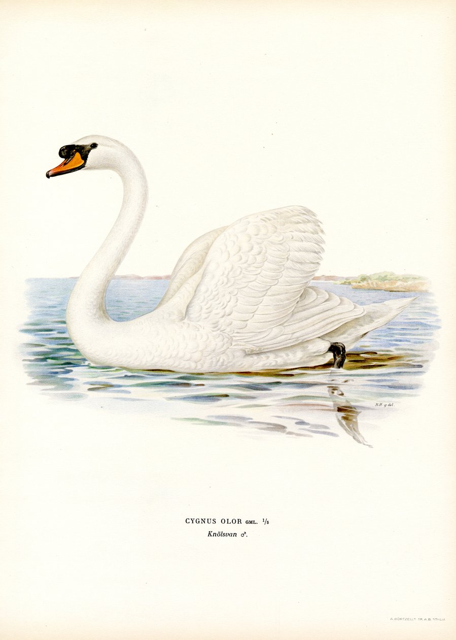 Höckerschwan von Magnus Ferdinand and Wilhelm von Wright