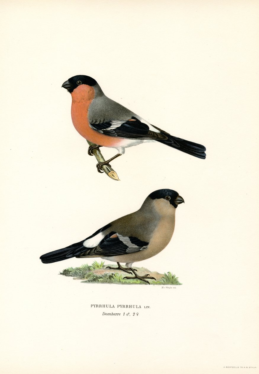 Nordeuropäischer Gimpel von Magnus Ferdinand and Wilhelm von Wright