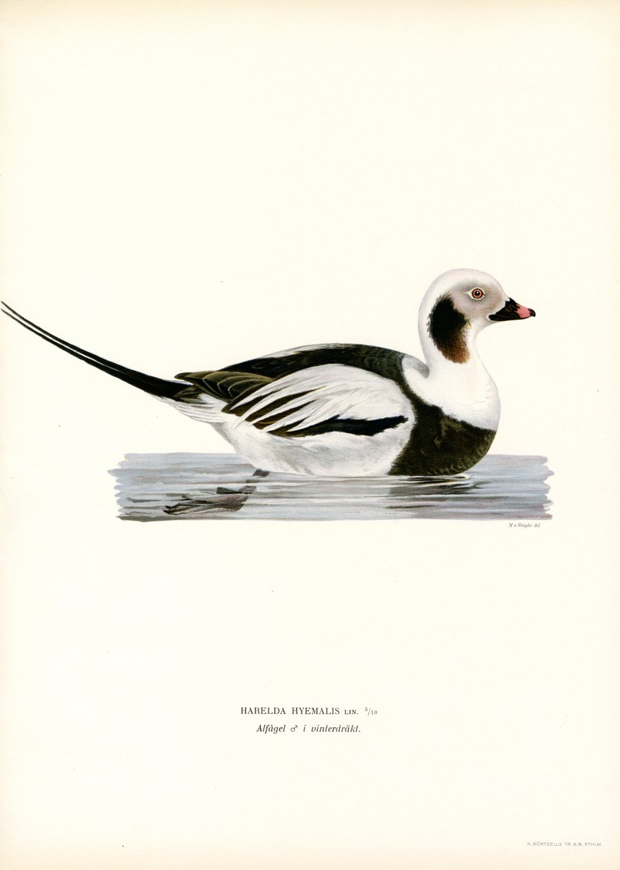 Eisente von Magnus Ferdinand and Wilhelm von Wright