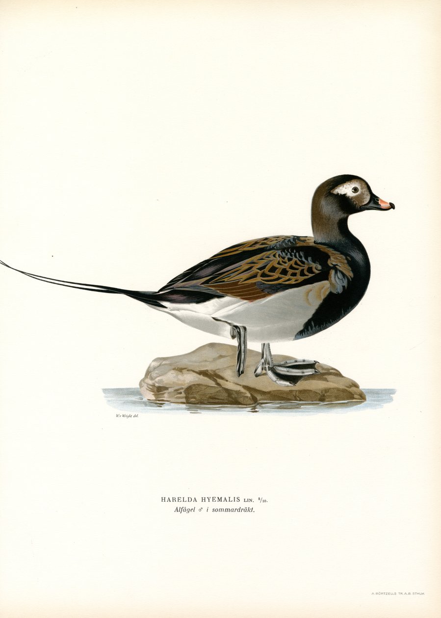 Eisente von Magnus Ferdinand and Wilhelm von Wright