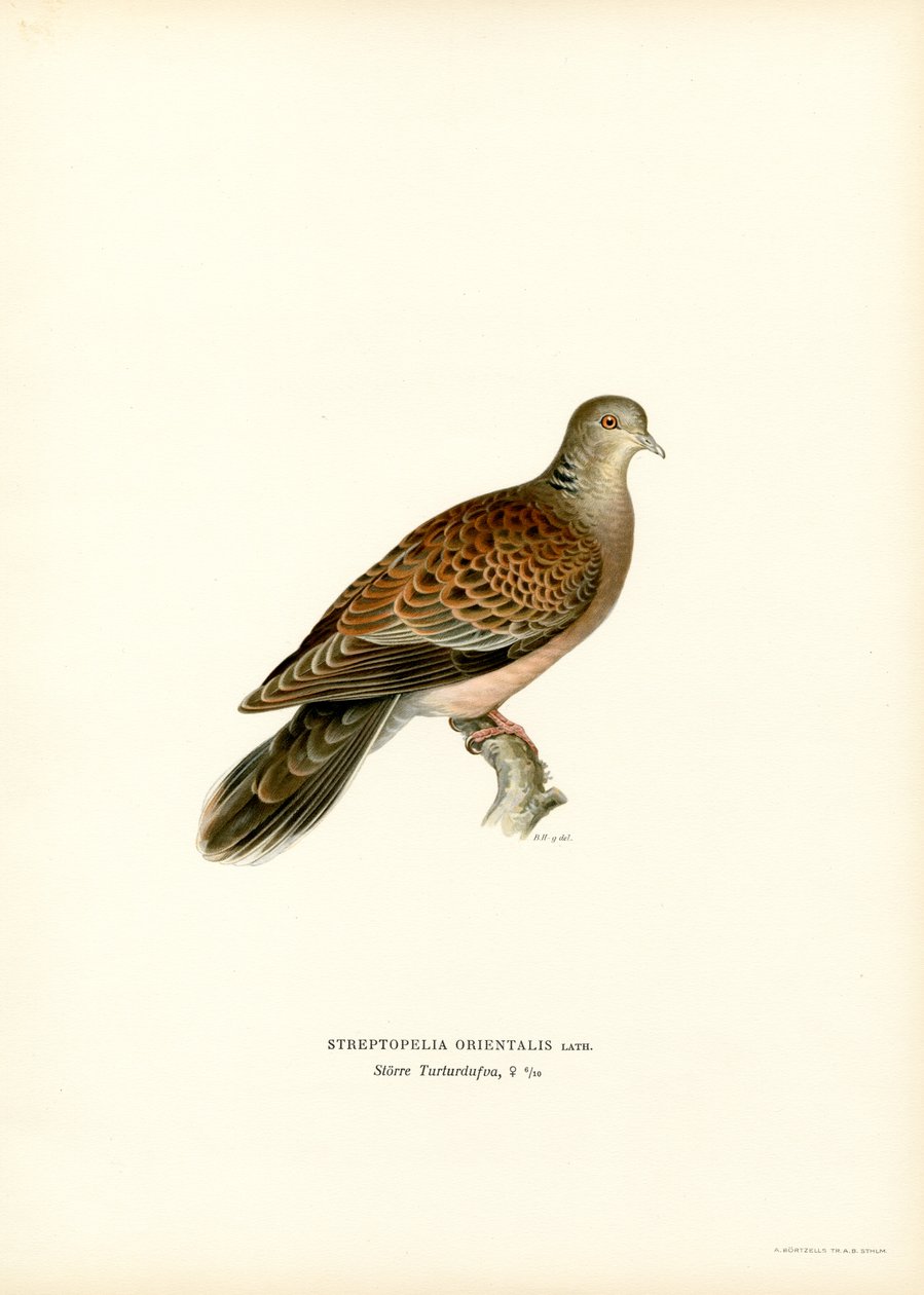 Orientturteltaube von Magnus Ferdinand and Wilhelm von Wright