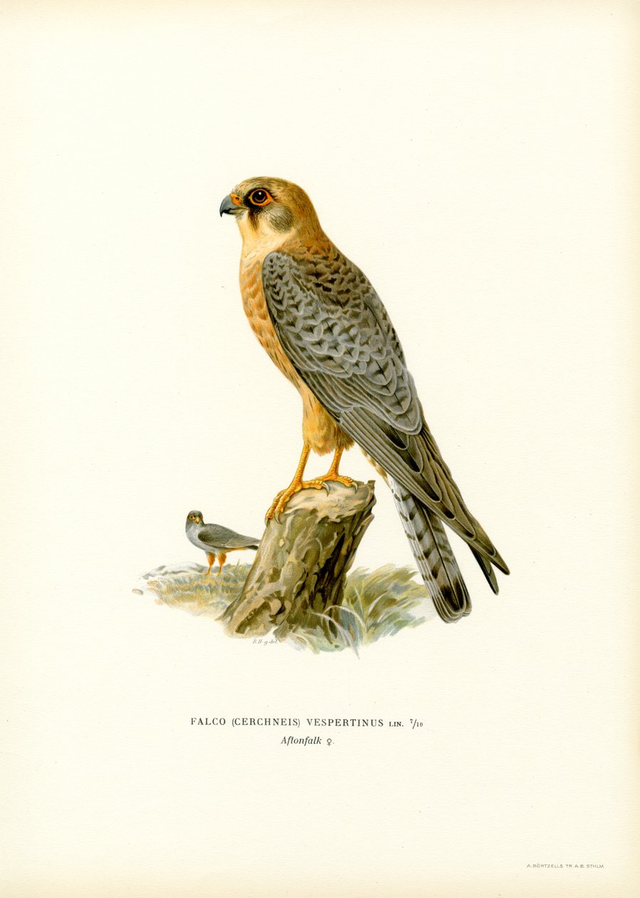 Rotfußfalke von Magnus Ferdinand and Wilhelm von Wright