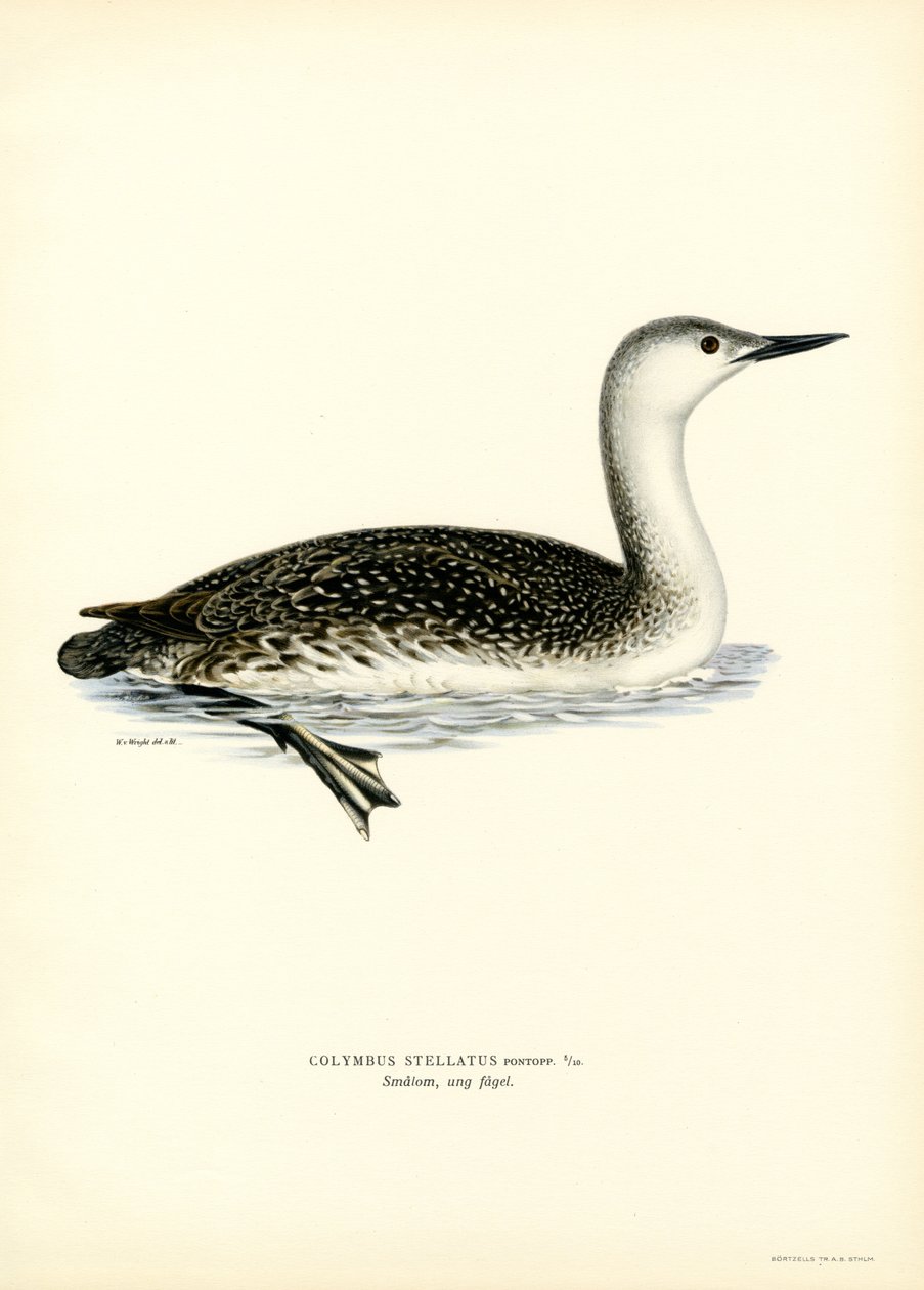 Sterntaucher von Magnus Ferdinand and Wilhelm von Wright