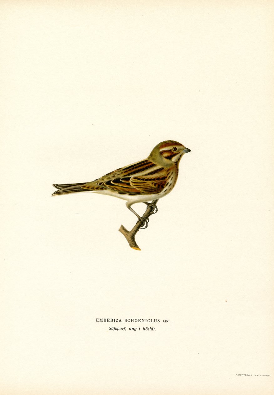 Rohrammer von Magnus Ferdinand and Wilhelm von Wright