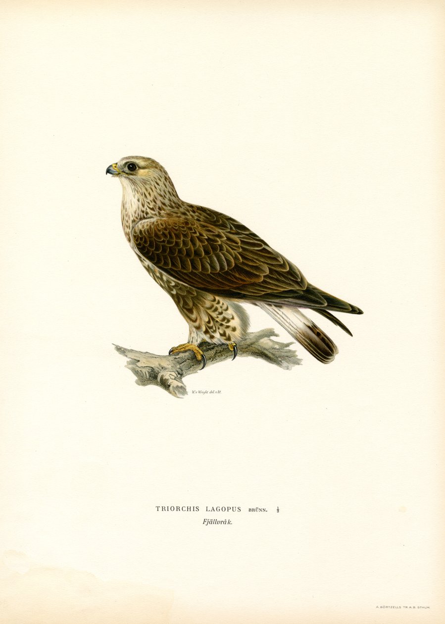 Raufußbussard von Magnus Ferdinand and Wilhelm von Wright