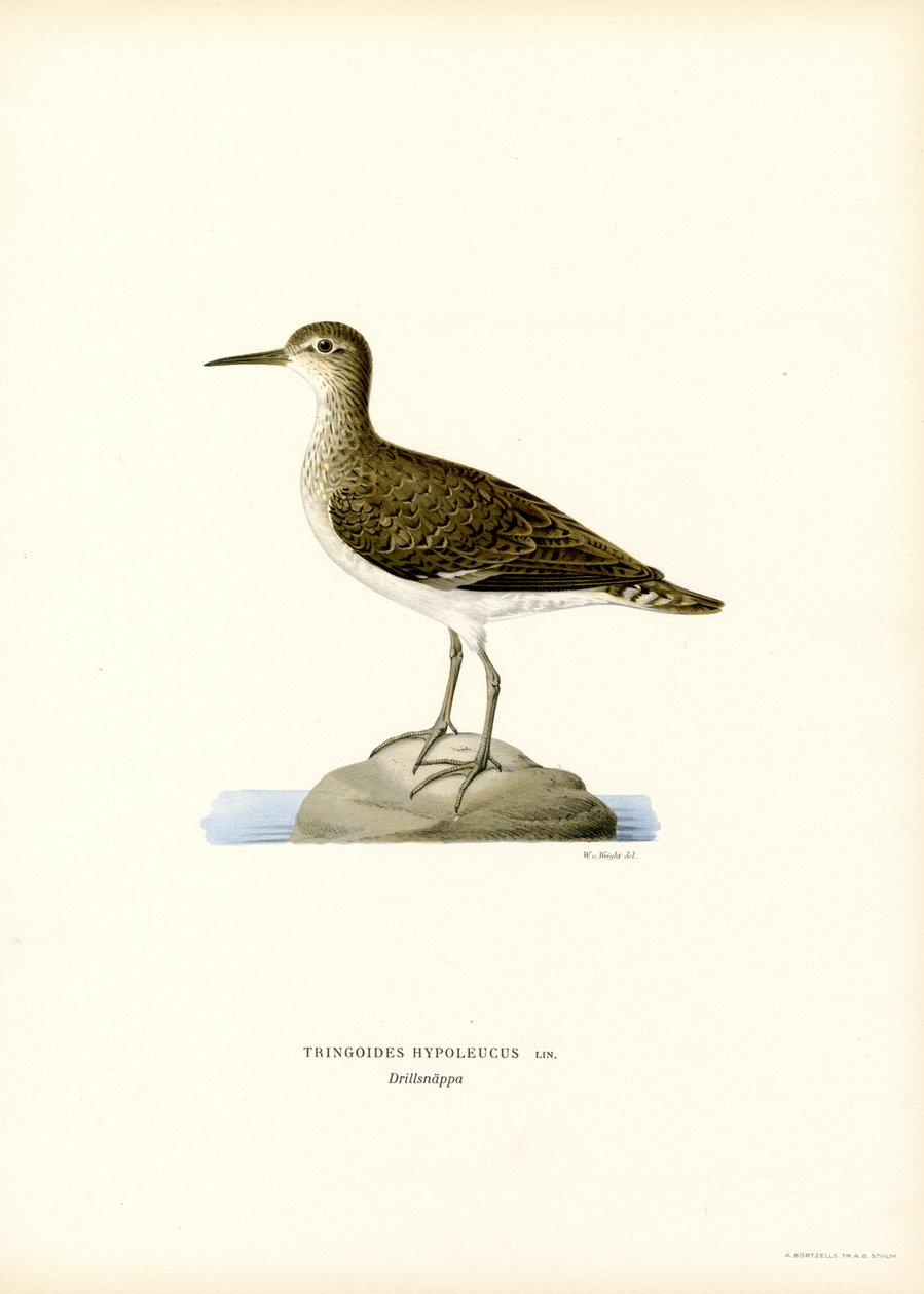 Sumpfläufer von Magnus Ferdinand and Wilhelm von Wright