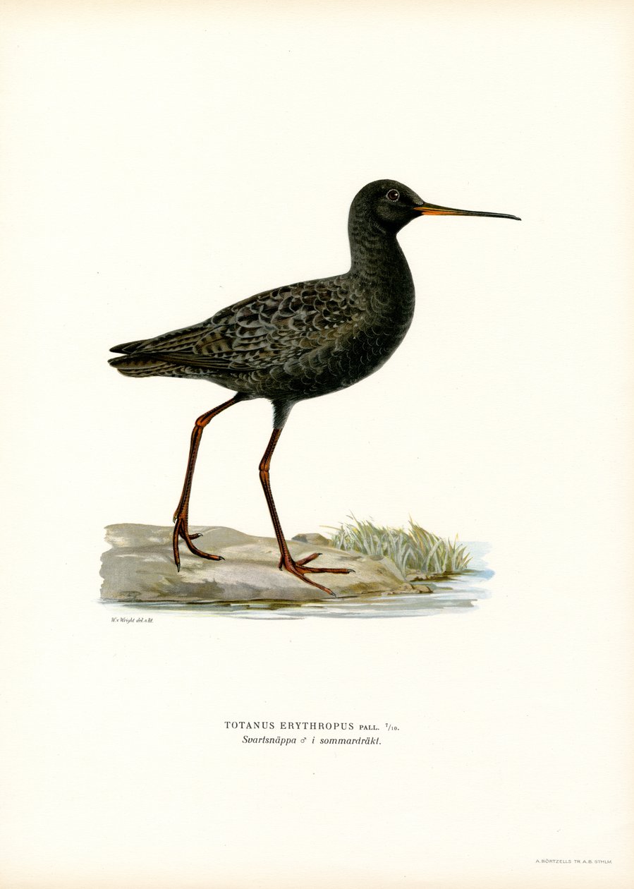 Dunkler Wasserläufer von Magnus Ferdinand and Wilhelm von Wright