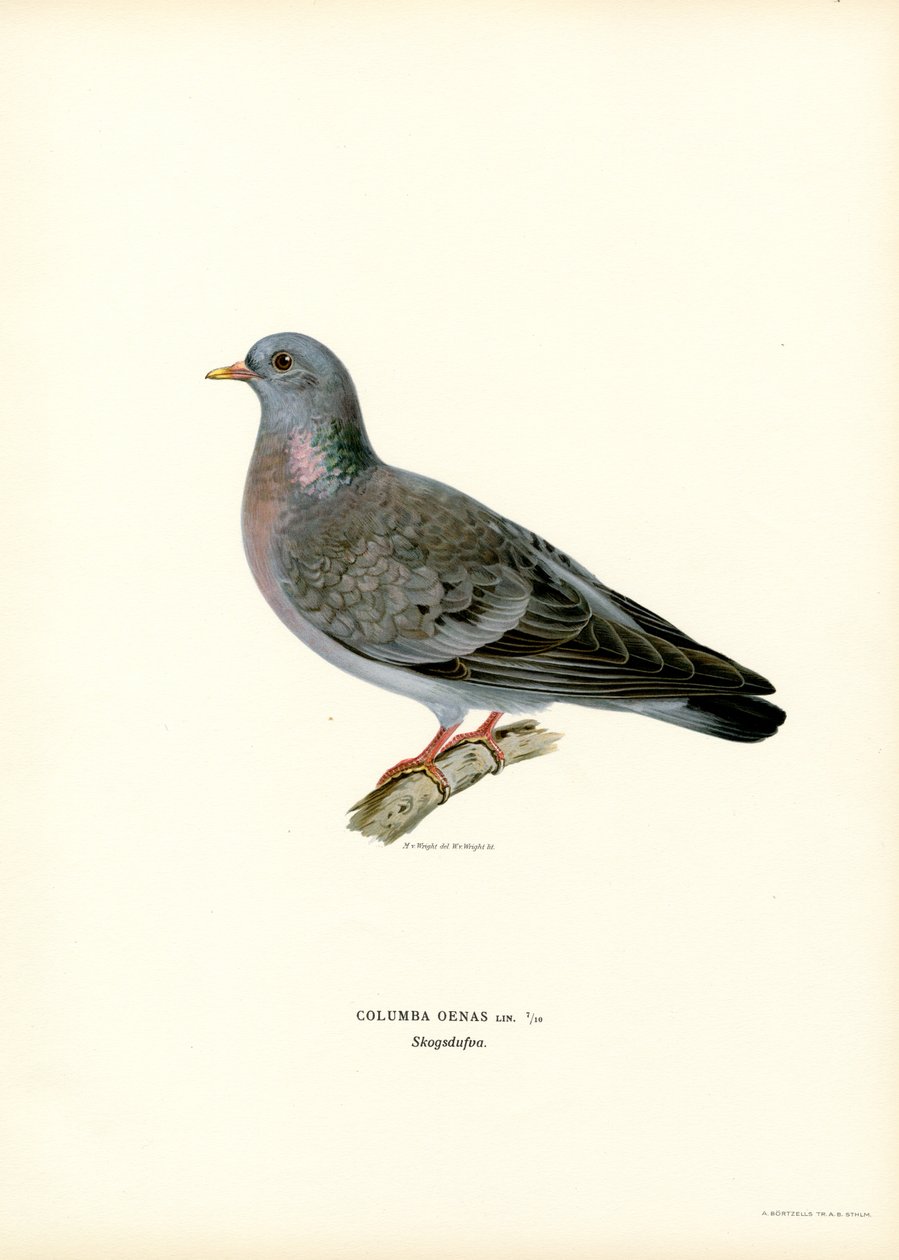 Hohltaube von Magnus Ferdinand and Wilhelm von Wright