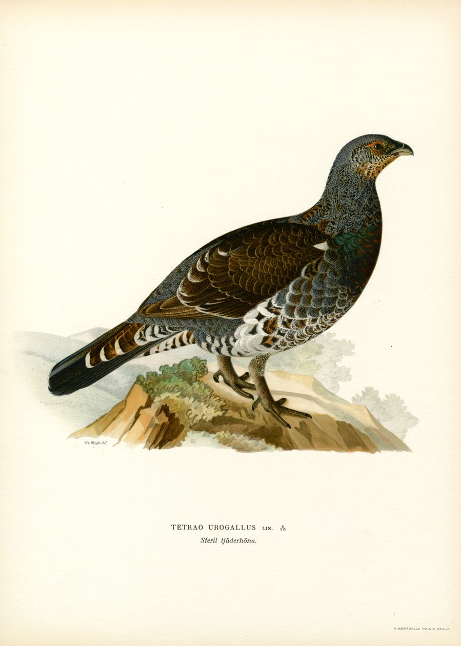 Auerhuhn von Magnus Ferdinand and Wilhelm von Wright