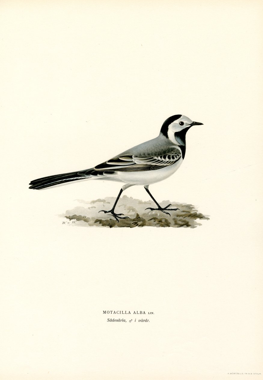 Bachstelze von Magnus Ferdinand and Wilhelm von Wright