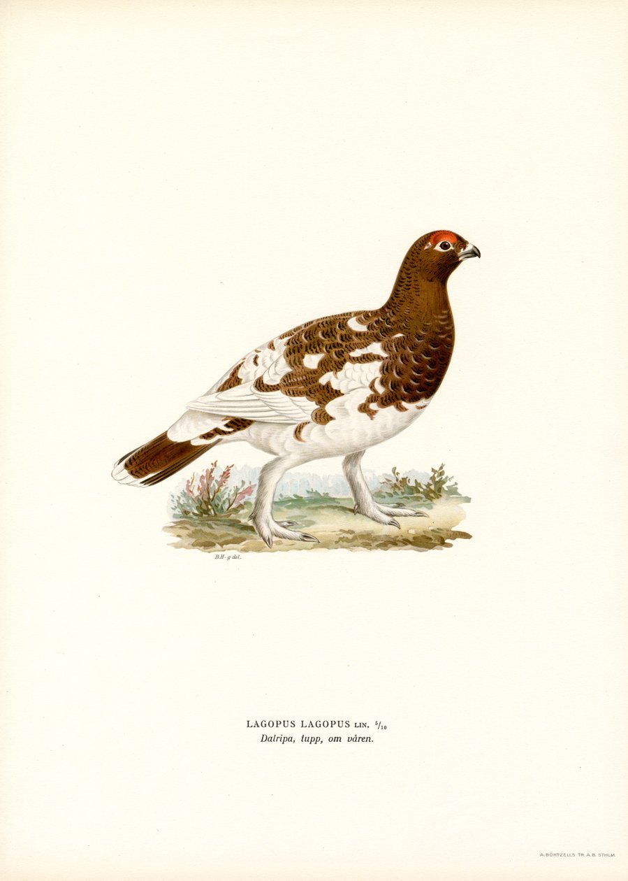 Weidenhuhn von Magnus Ferdinand and Wilhelm von Wright