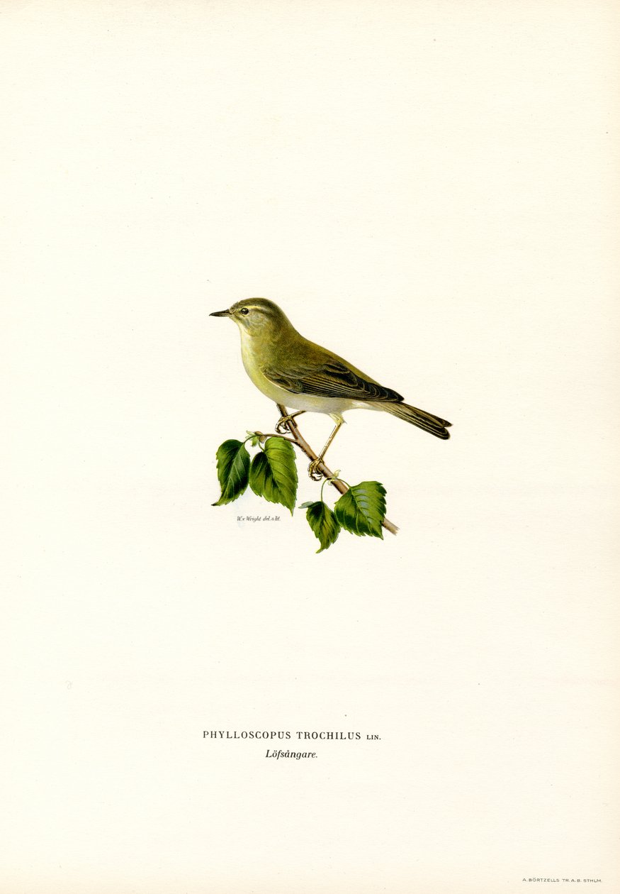 Fitis von Magnus Ferdinand and Wilhelm von Wright