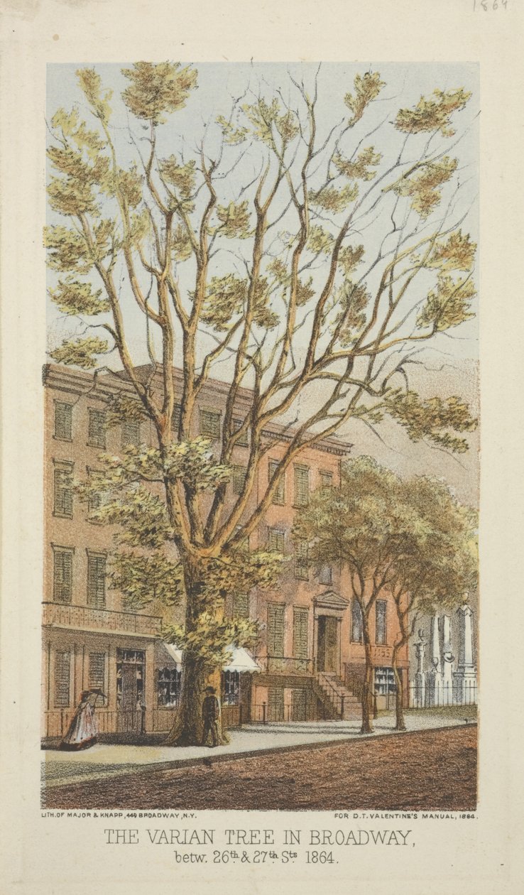Der Varian-Baum in Broadway, zwischen 26. und 27. Straße von Major and Knapp