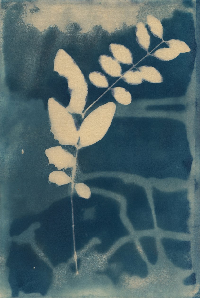 Cyanotypie, 2023 von Marco Campedelli