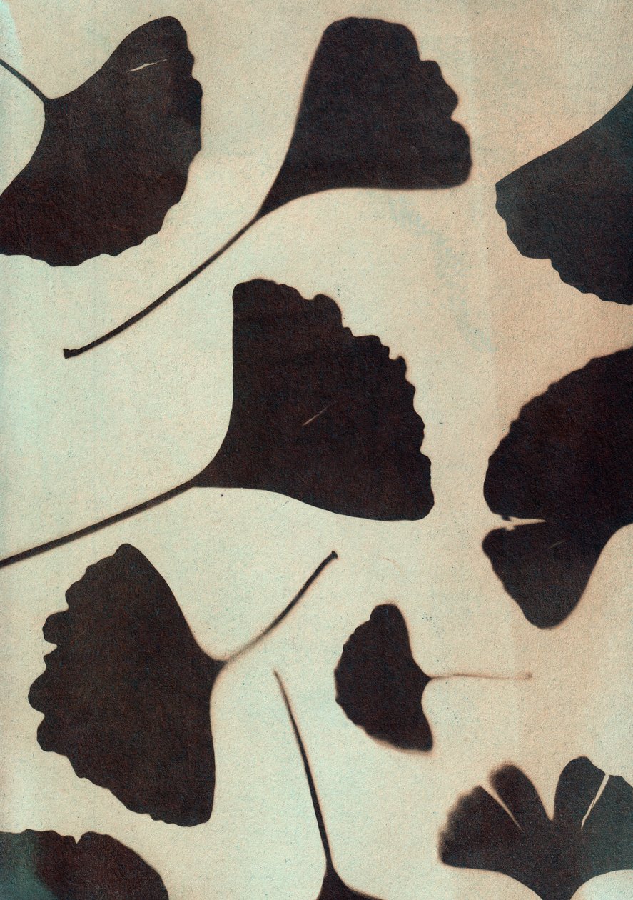 Ginkgo biloba von Marco Campedelli
