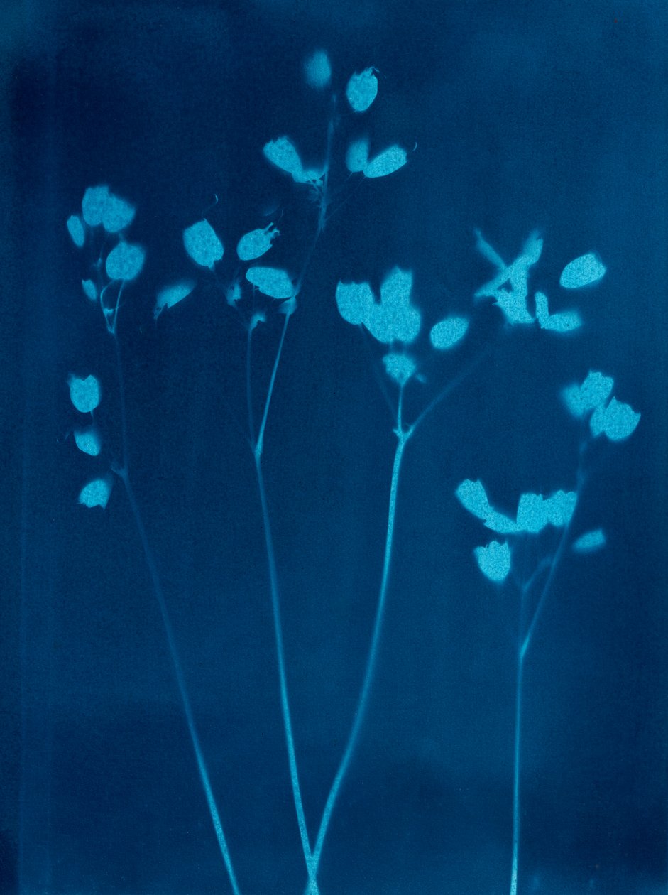 Kleine Blumen, 2023 von Marco Campedelli