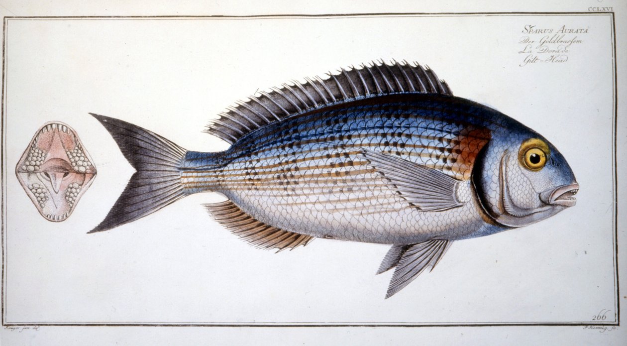 Naturgeschichte Platte: Die Brasse von Marc Elieser Bloch Ichtyologie Paris - Berlin - London 1787 von Marcus Élieser Bloch