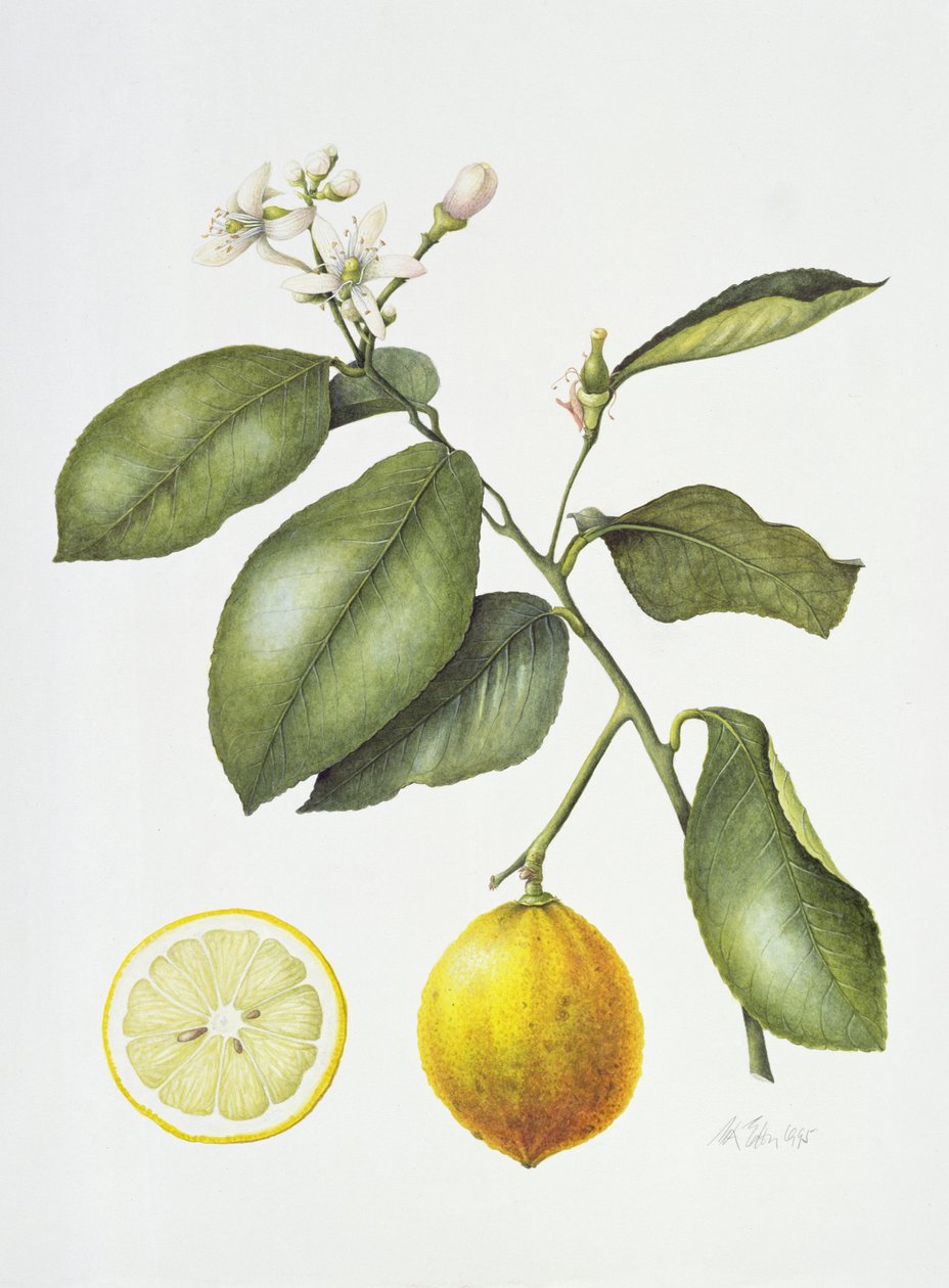 Bergamotte von Margaret Ann Eden