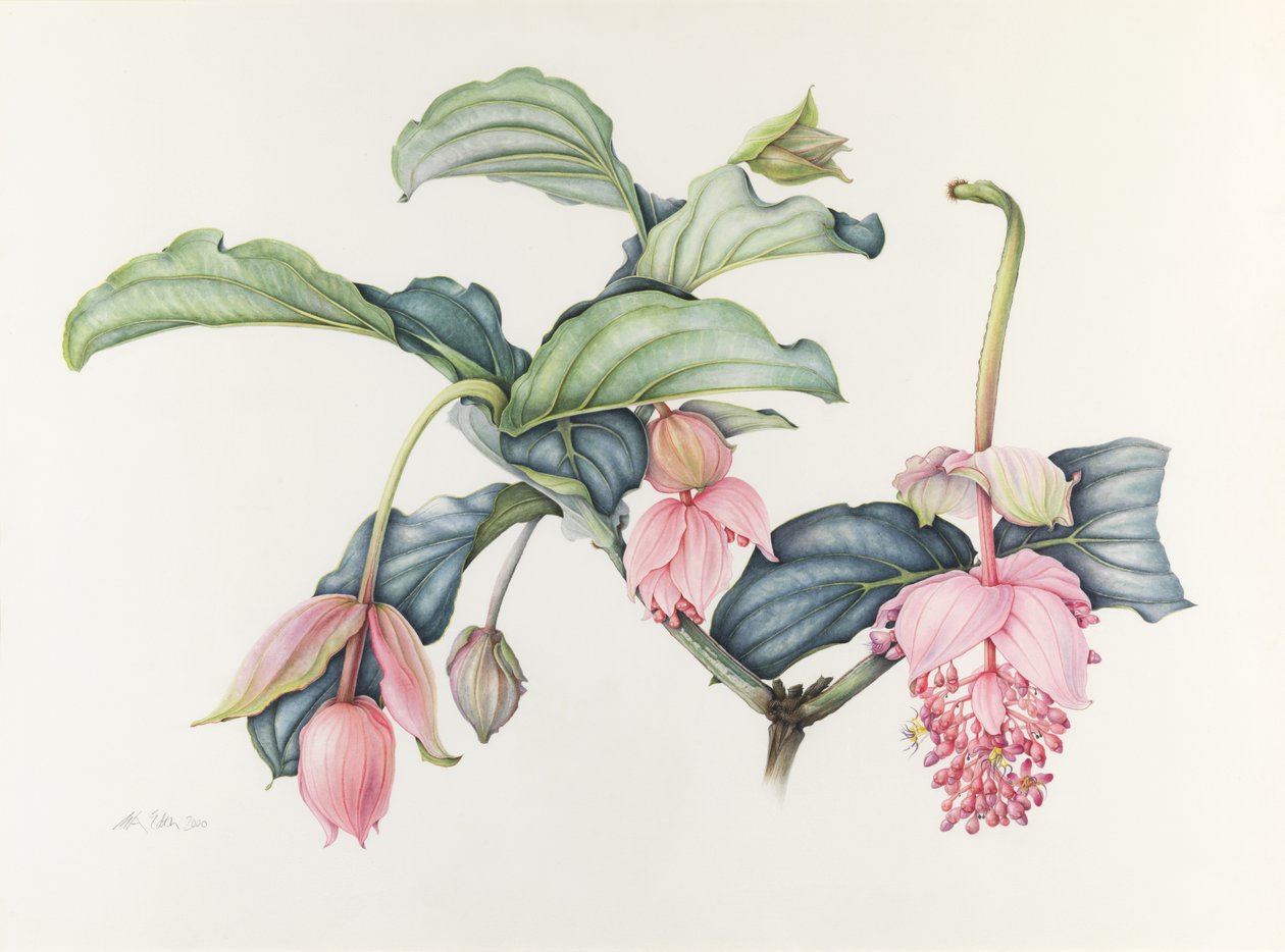 Medinilla magnifica von Margaret Ann Eden
