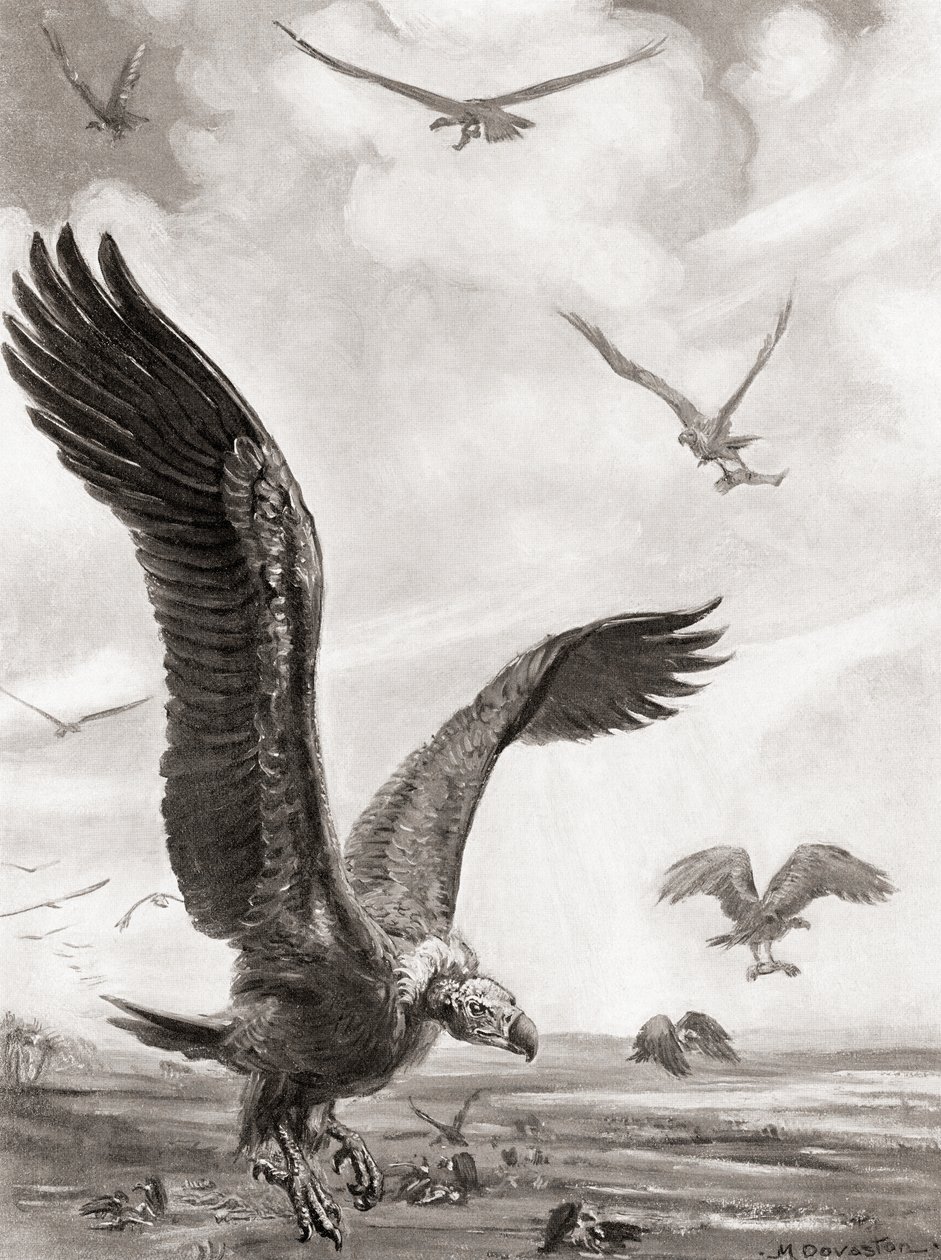 Geier tragen die Glieder der im Kampf Gefallenen davon, aus Hutchinsons Geschichte der Nationen, veröffentlicht 1915 von Margaret (after) Dovaston