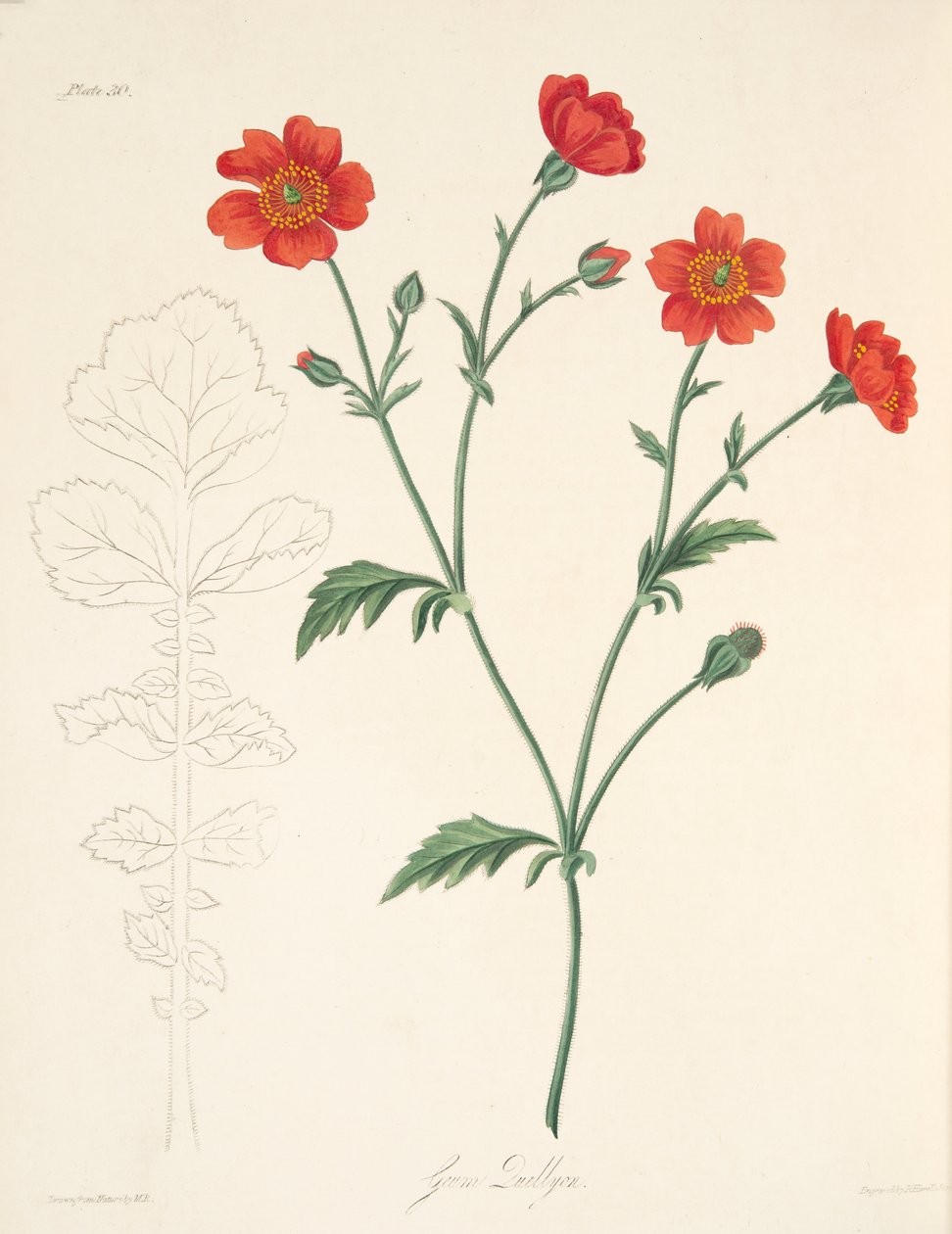 Chilenische Avens, aus Floral Illustrations of the Seasons, veröffentlicht 1829 von Margaret Roscoe