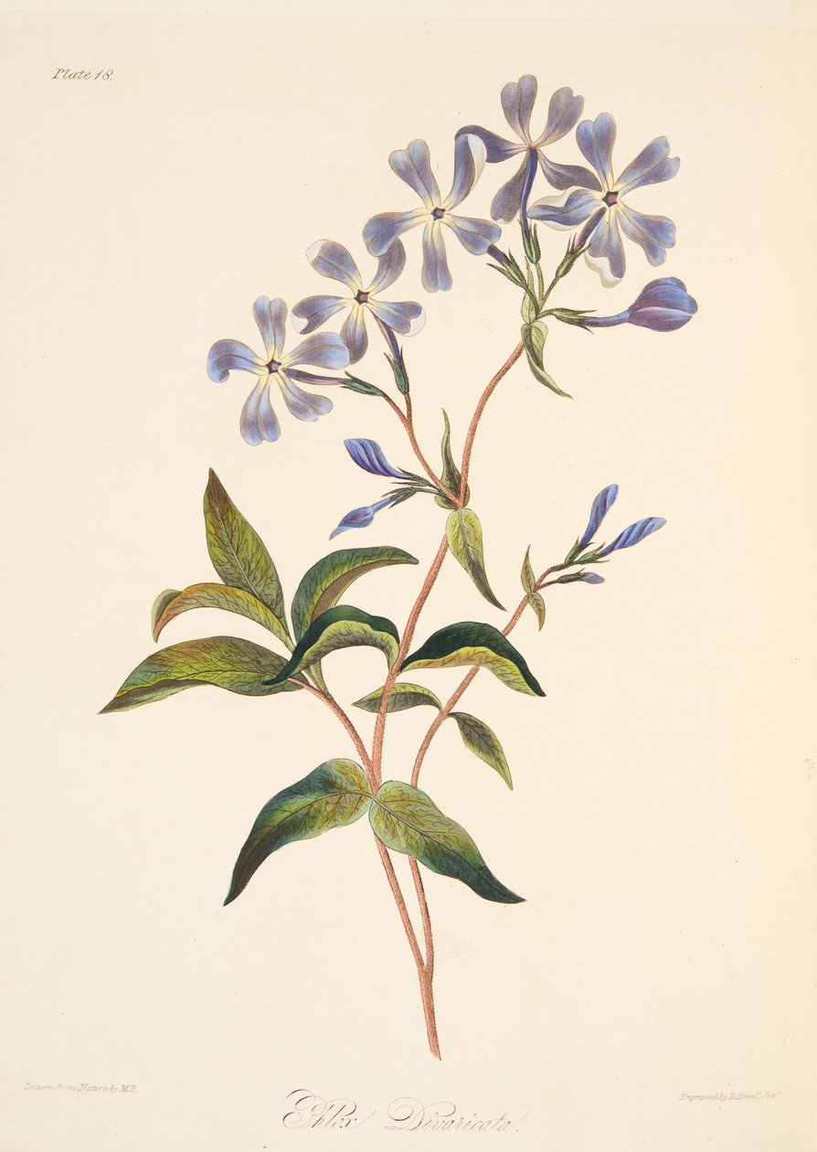 Frühblühende Lychnidea, aus Floral Illustrations of the Seasons, veröffentlicht 1829 von Margaret Roscoe