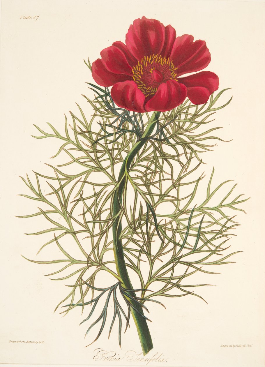 Feinblättrige Pfingstrose, aus Floral Illustrations of the Seasons, veröffentlicht 1829 von Margaret Roscoe