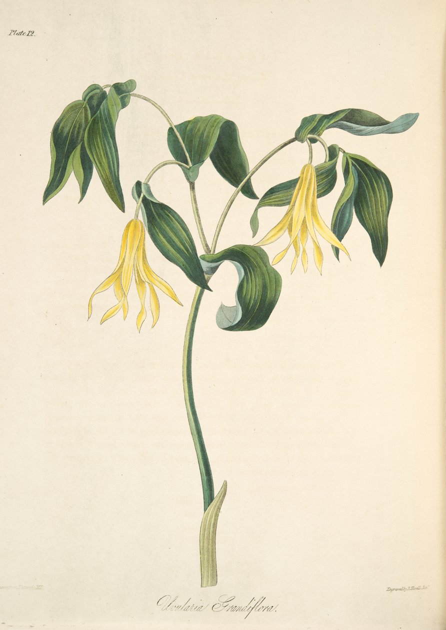 Großblütige Glockenblume, aus Florale Illustrationen der Jahreszeiten, veröffentlicht 1829 von Margaret Roscoe
