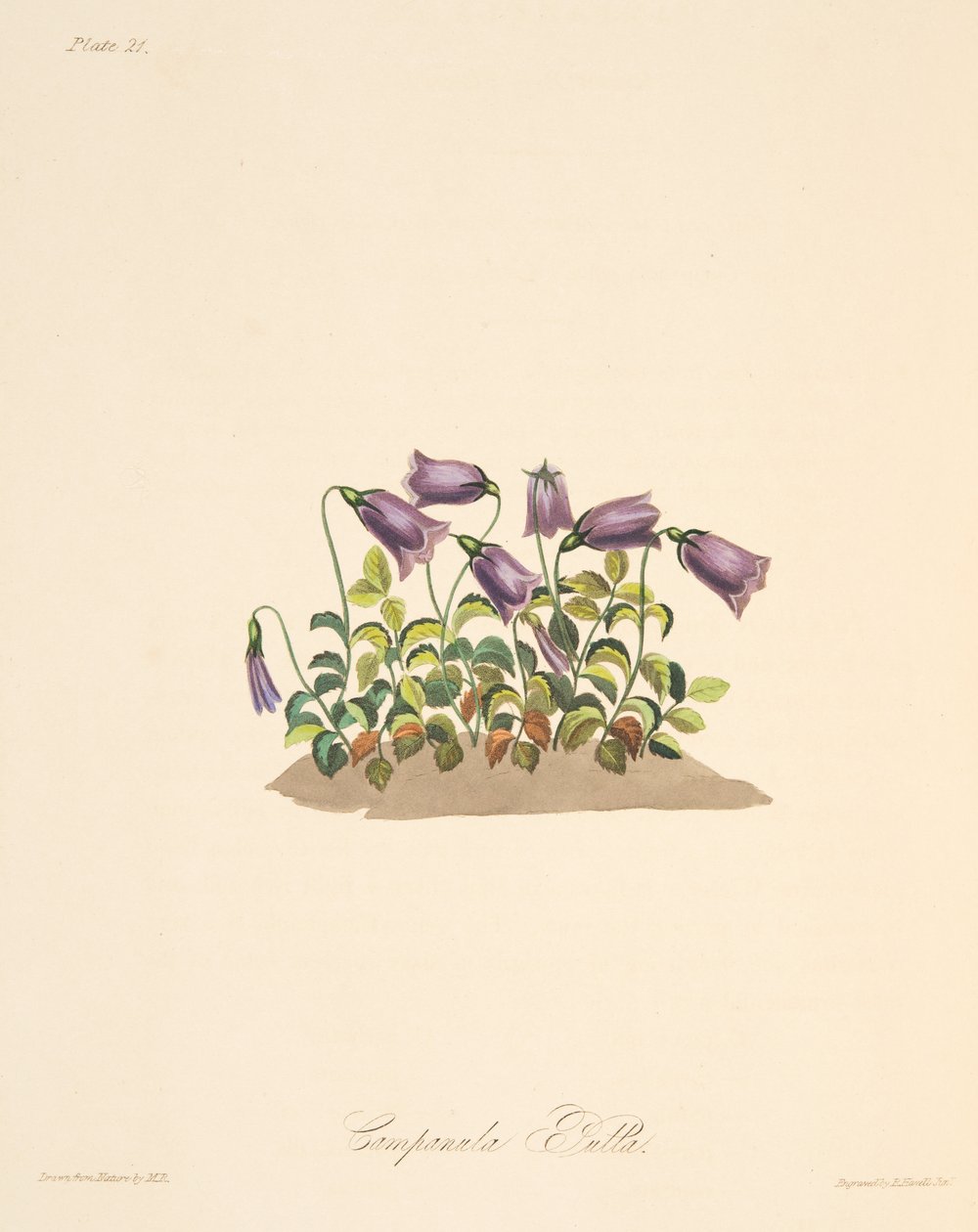 Rostrote Glockenblume, aus Floral Illustrations of the Seasons, veröffentlicht 1829 von Margaret Roscoe
