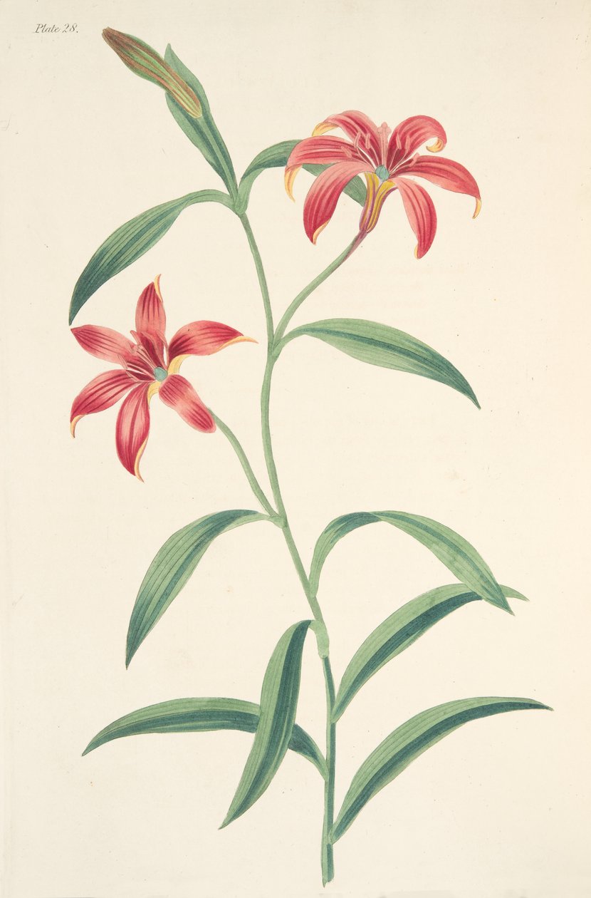 Selbstgefärbte chinesische Lilie, aus Floral Illustrations of the Seasons, veröffentlicht 1829 von Margaret Roscoe