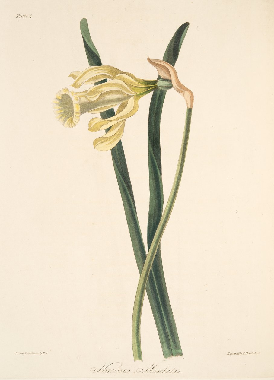 Spanische Narzisse, aus Florale Illustrationen der Jahreszeiten, veröffentlicht 1829 von Margaret Roscoe