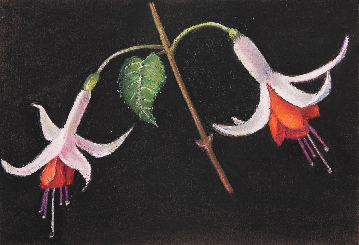 Fuchsien. von Margo Starkey