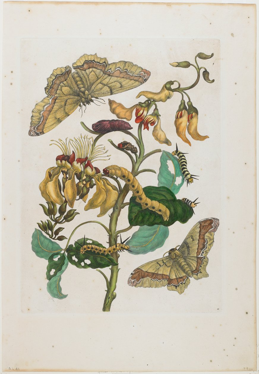 Raupen, Schmetterlinge (Arsenura armida) und Blume (Pallisaden Boom: Erythrina fusca) von Maria Sibylla Merian