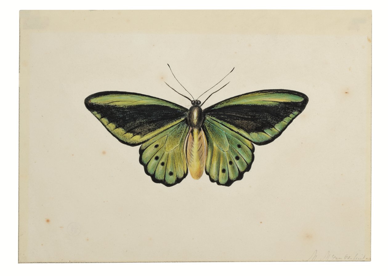 Schmetterling, Gemeiner Grüner Vogelflügler (Ornithoptera priamus) von Maria Margaretha van Os
