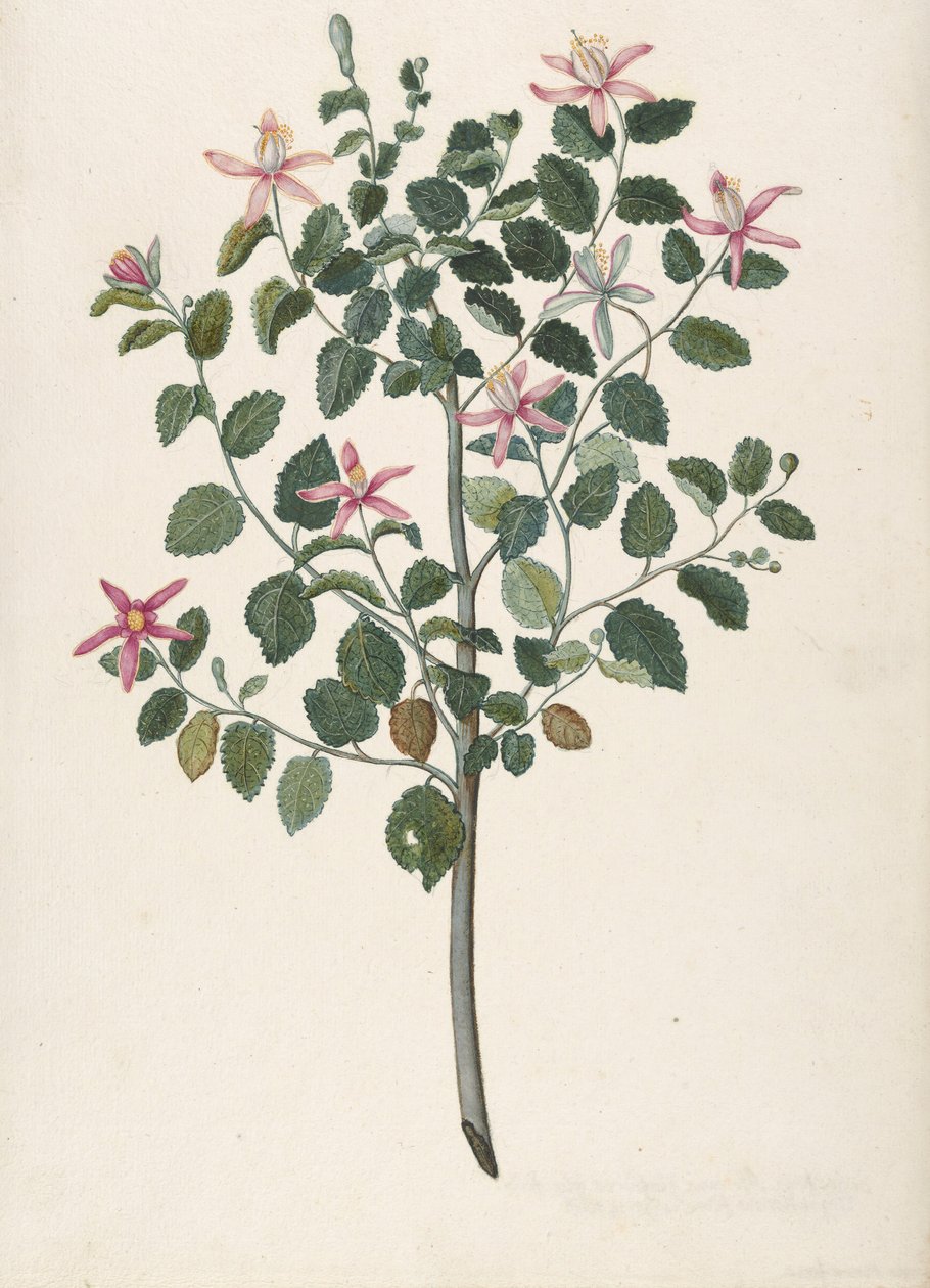 Studie einer Pflanze mit rot-violetten Blüten Sebastiana africana purpurea, 1695 von Maria Monninckx