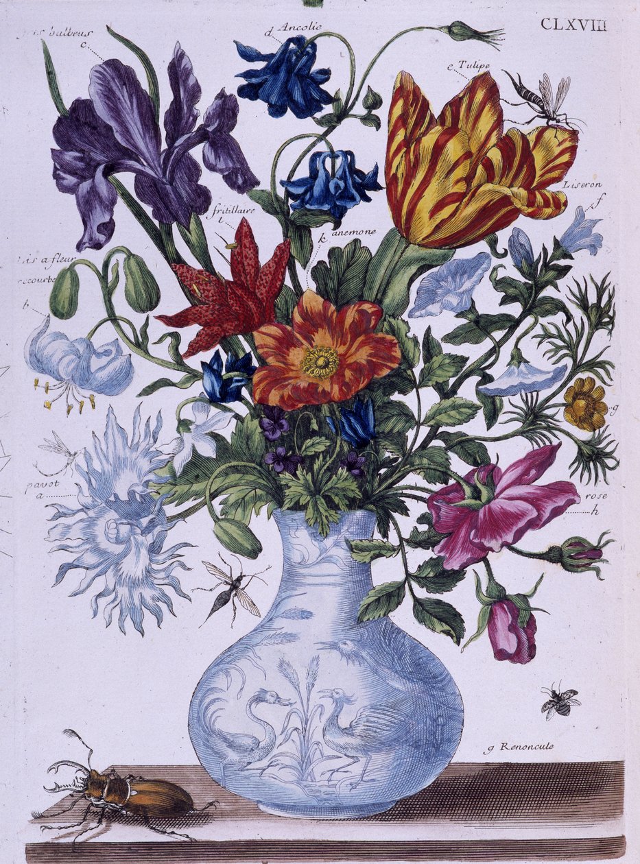 Käfer und verschiedene Blumen von Maria Sibylla Merian