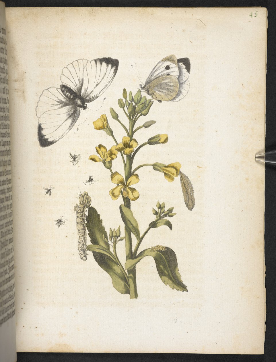 Der Raupen wunderbare Verwandlung und sonderbare Blumen-Nahrung von Maria Sibylla Merian