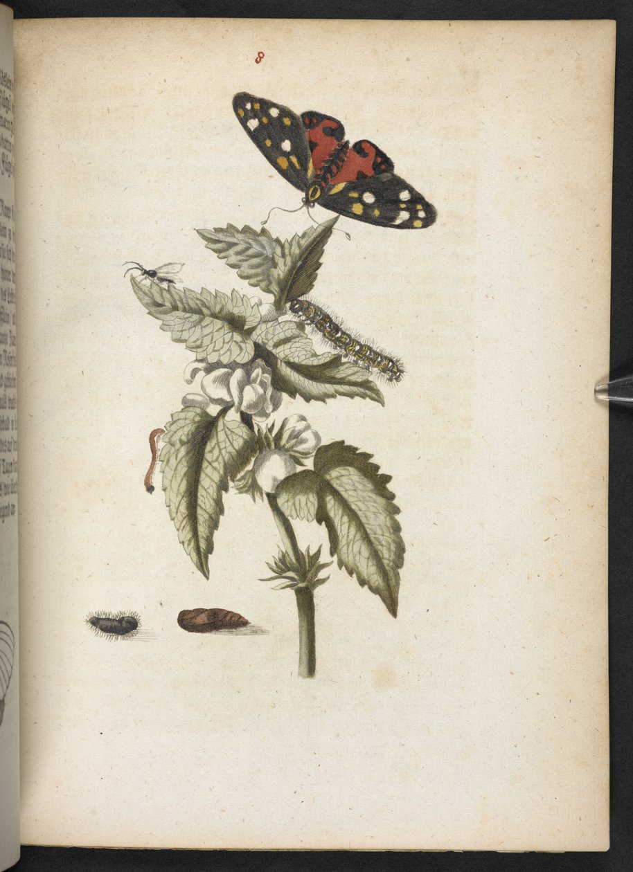 Der Raupen wunderbare Verwandlung und sonderbare Blumen-Nahrung von Maria Sibylla Merian