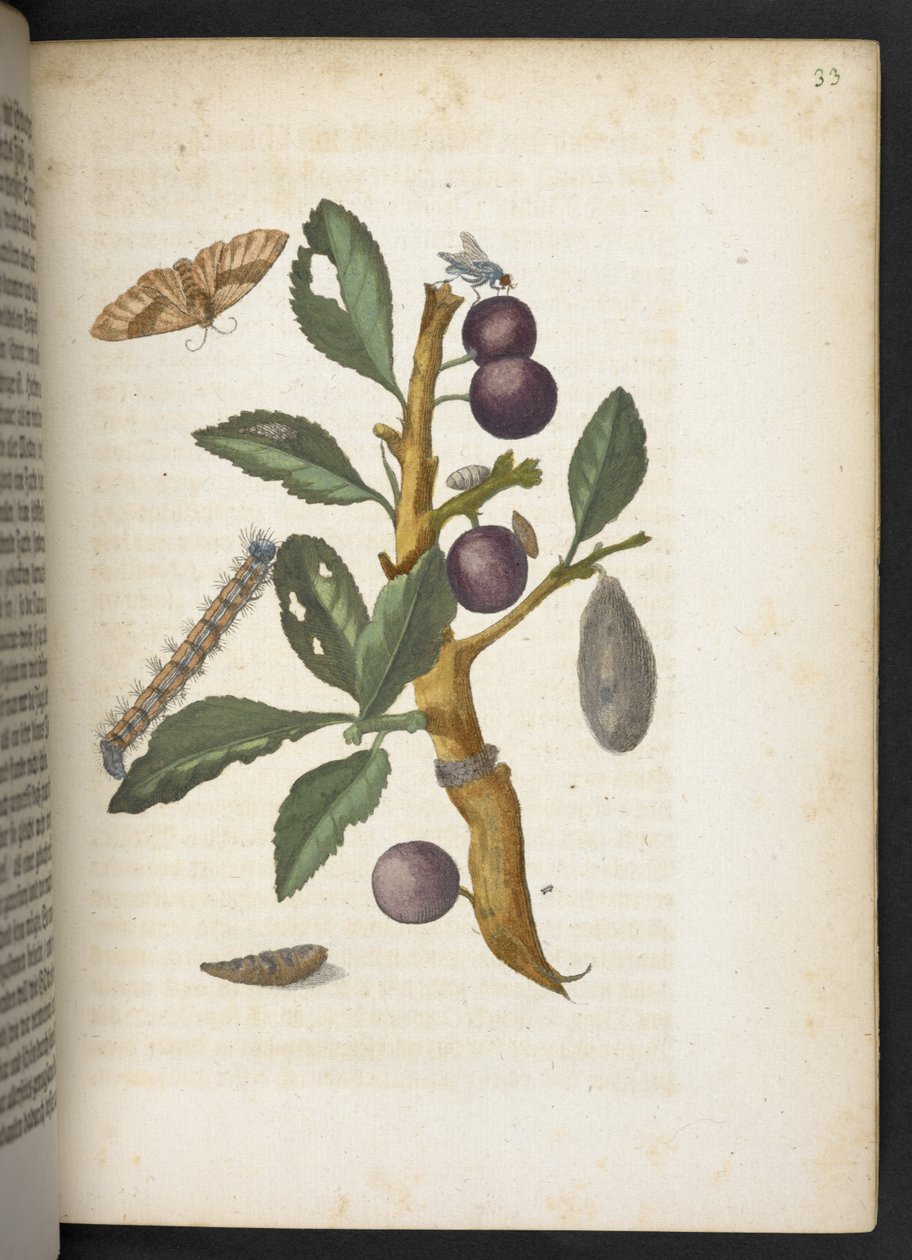 Der Raupen wunderbare Verwandlung und sonderbare Blumen-Nahrung von Maria Sibylla Merian