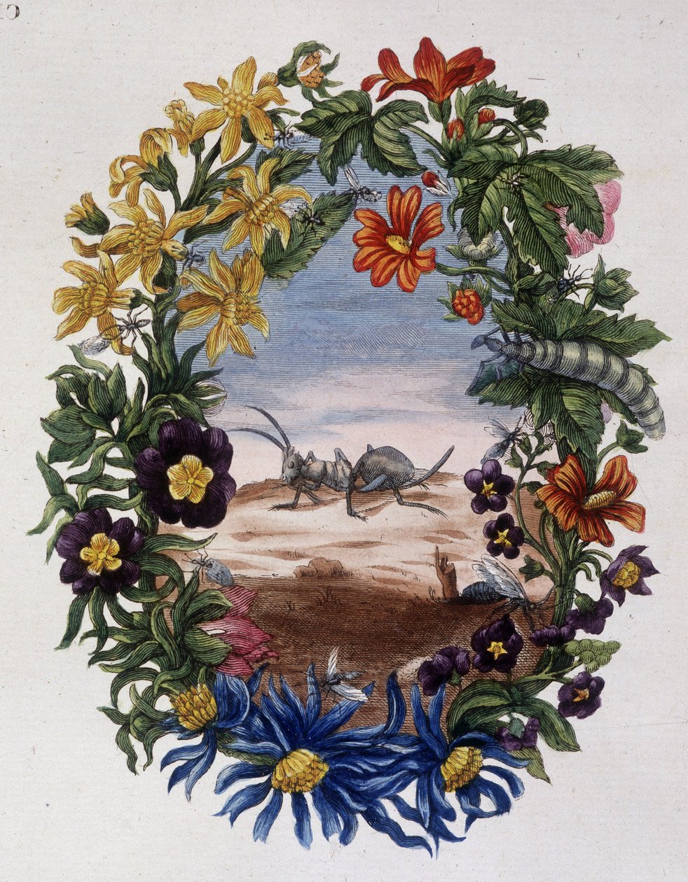 Ameise - von Maria Sibylla Merian von Maria Sibylla Merian