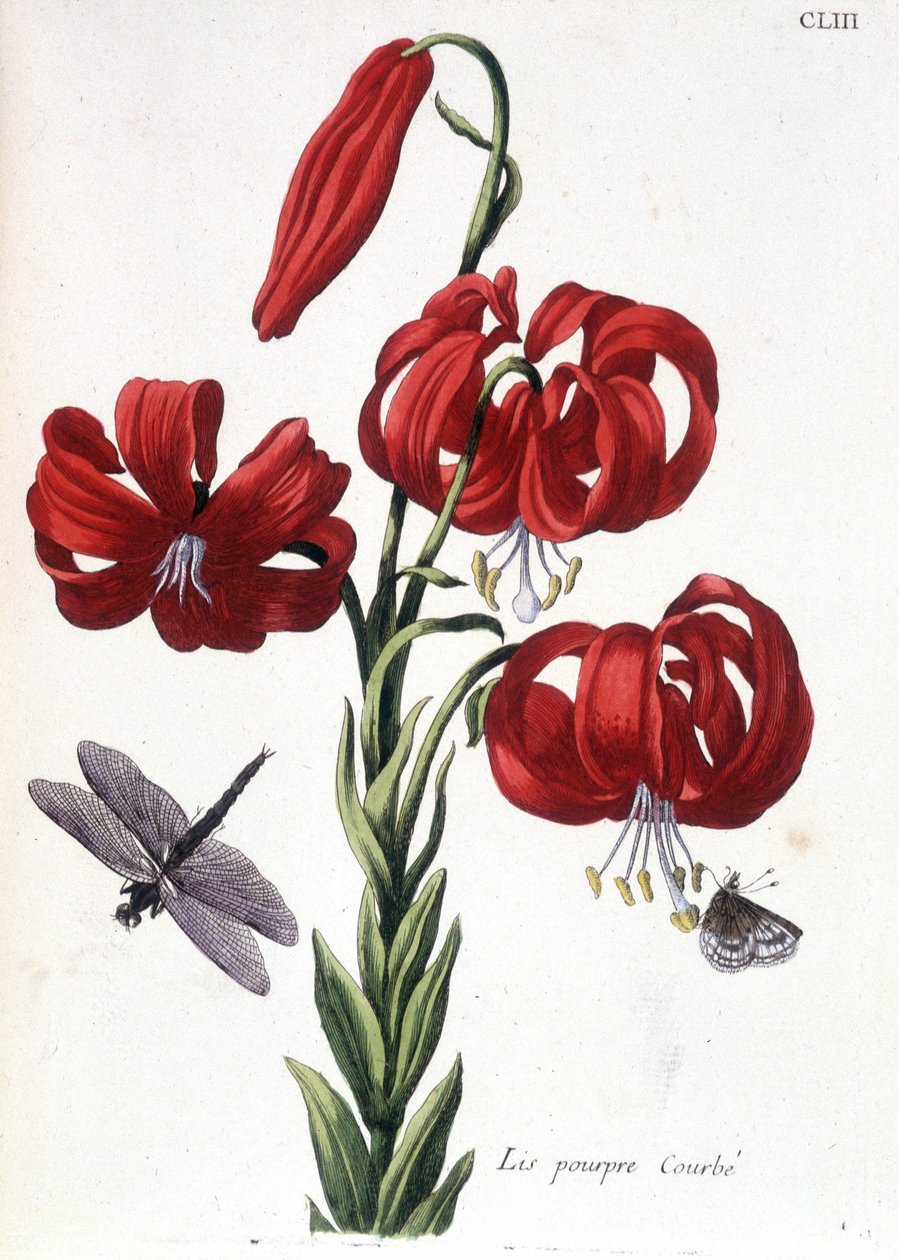 Lila Lilie - in Histoire générale des insectes de Surinam et de toute l
