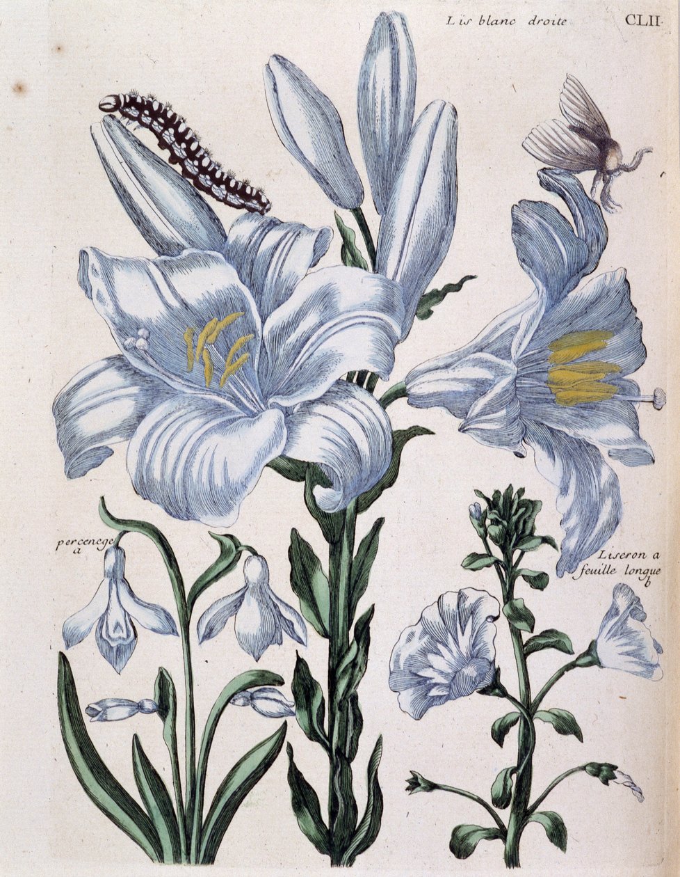 Weiße Lilie und langblättriger Rand - in „Allgemeine Geschichte der Insekten von Surinam und ganz Europa“ von Maria Sibylla de Merian, ed. Desnos, Paris von Maria Sibylla Merian